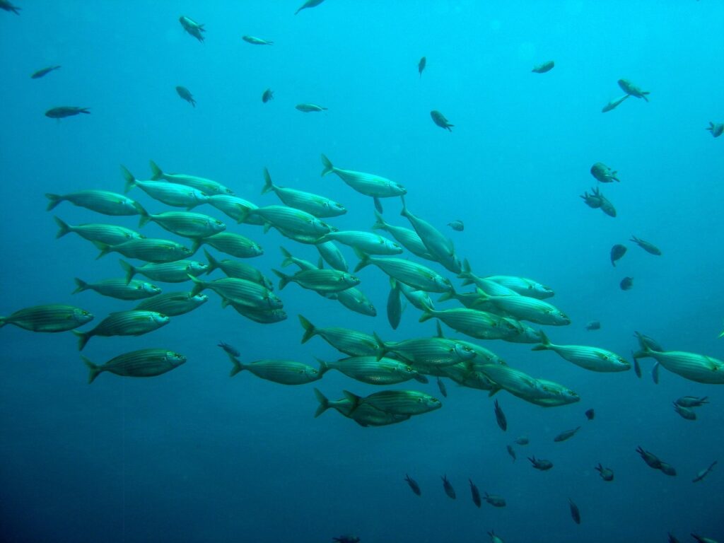 school of fish, fish, nature, water, under water, school of fish, fish, under water, under water, under water, under water, under water-756460.jpg